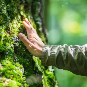 tree service san diego
