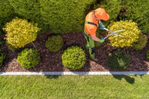 Tree Trimming Encinitas