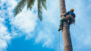 Tree Trimming Service in Poway