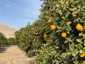 Tree Service Chula Vista